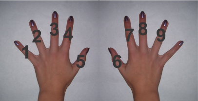 each finger has a number
